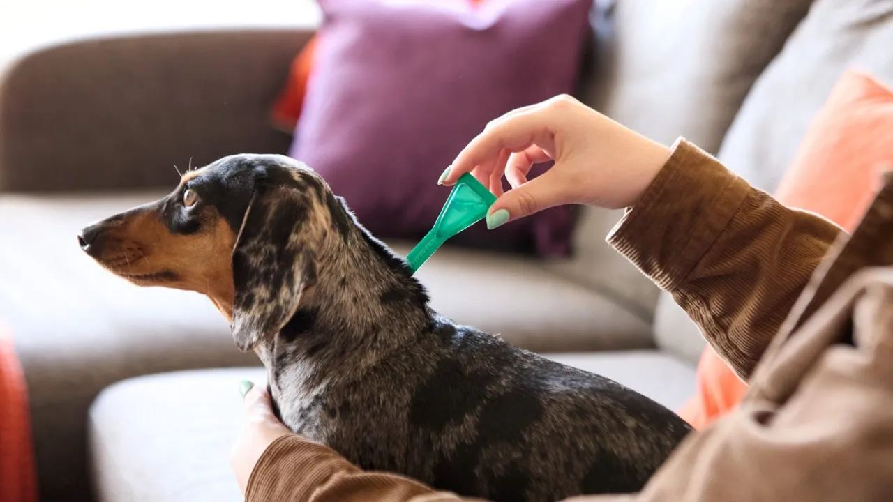 What is the Best Flea Treatment for Dogs