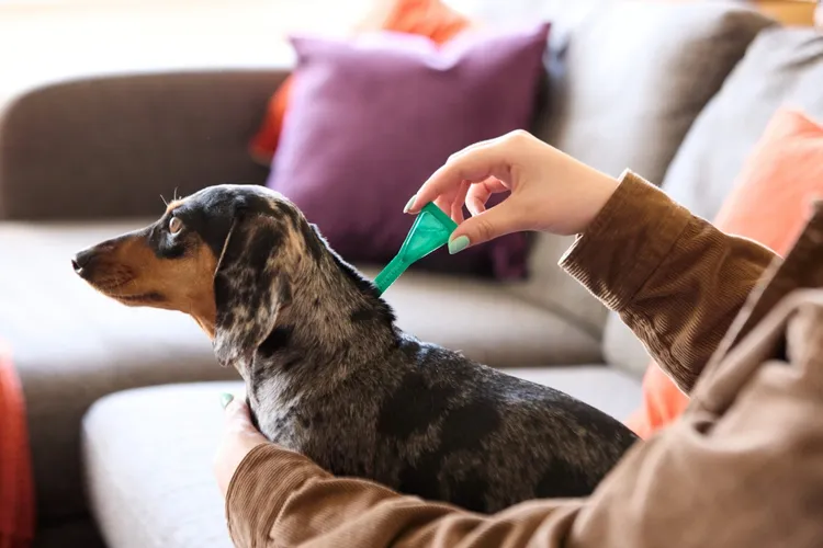 What is the Best Flea Treatment for Dogs