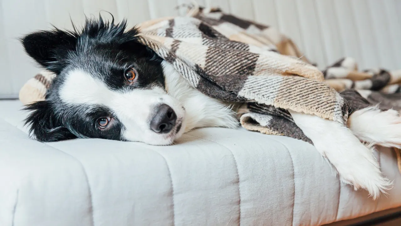 Can Dogs Catch a Cold?
