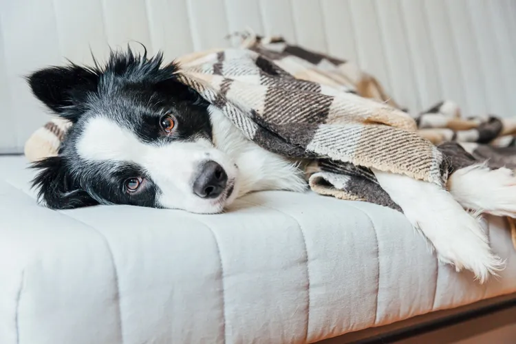 Can Dogs Catch a Cold?