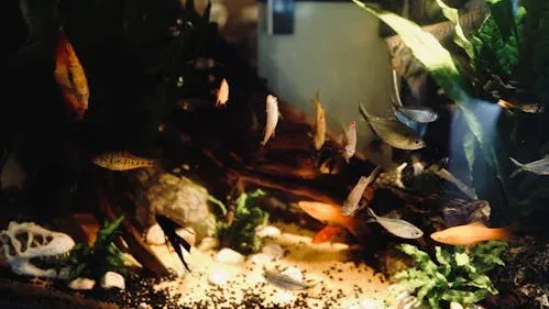 How to Identify and Control Tiny Worms in Your Fish Tank