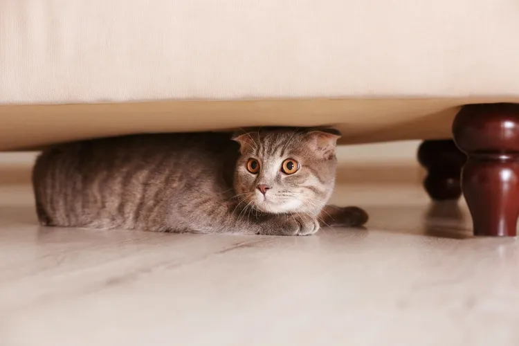 Why is Your Cat Hiding