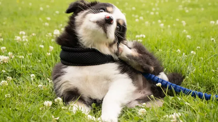 What to Do if Your Puppy Is Scratching and Itching