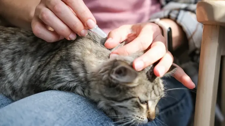 4 Simple Ways to Protect Your Pet From Ticks This Spring—and Beyond