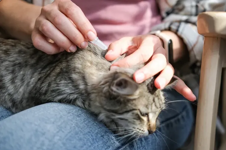 4 Simple Ways to Protect Your Pet From Ticks This Spring—and Beyond