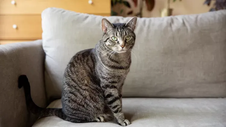 Feline Breeds, Domestic Shorthair Cats, and Color Pattern Differences