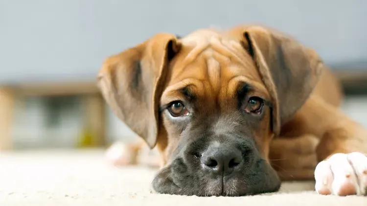 Bartonellosis in Dogs