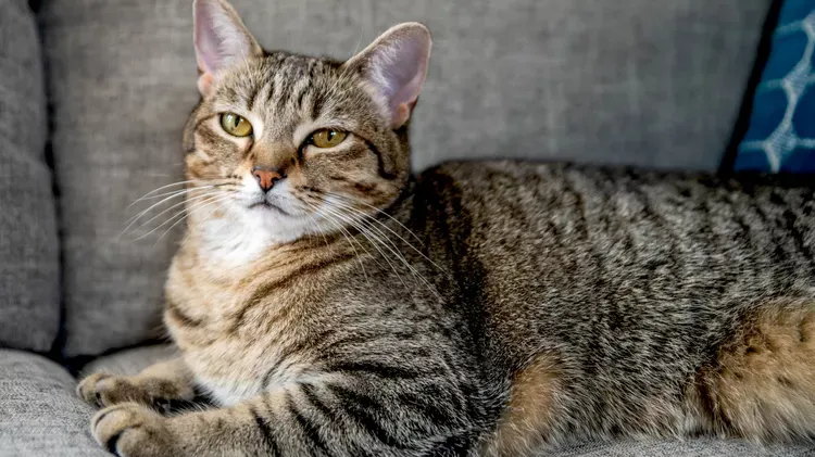 Tabby Cat: Breed Profile, Characteristics & Care