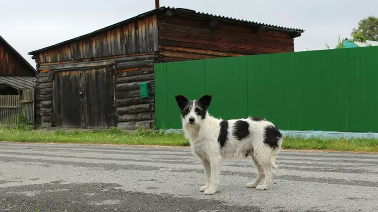 Can I Let My Dog Roam Free?