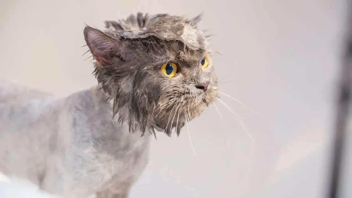 Should You Ever Bathe a Cat?