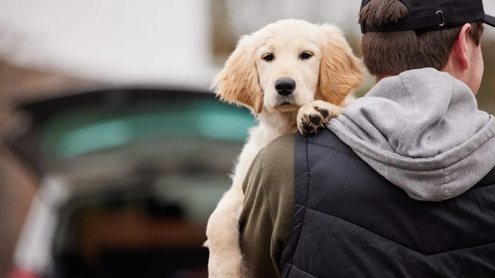 Dog Theft: What You Need To Know