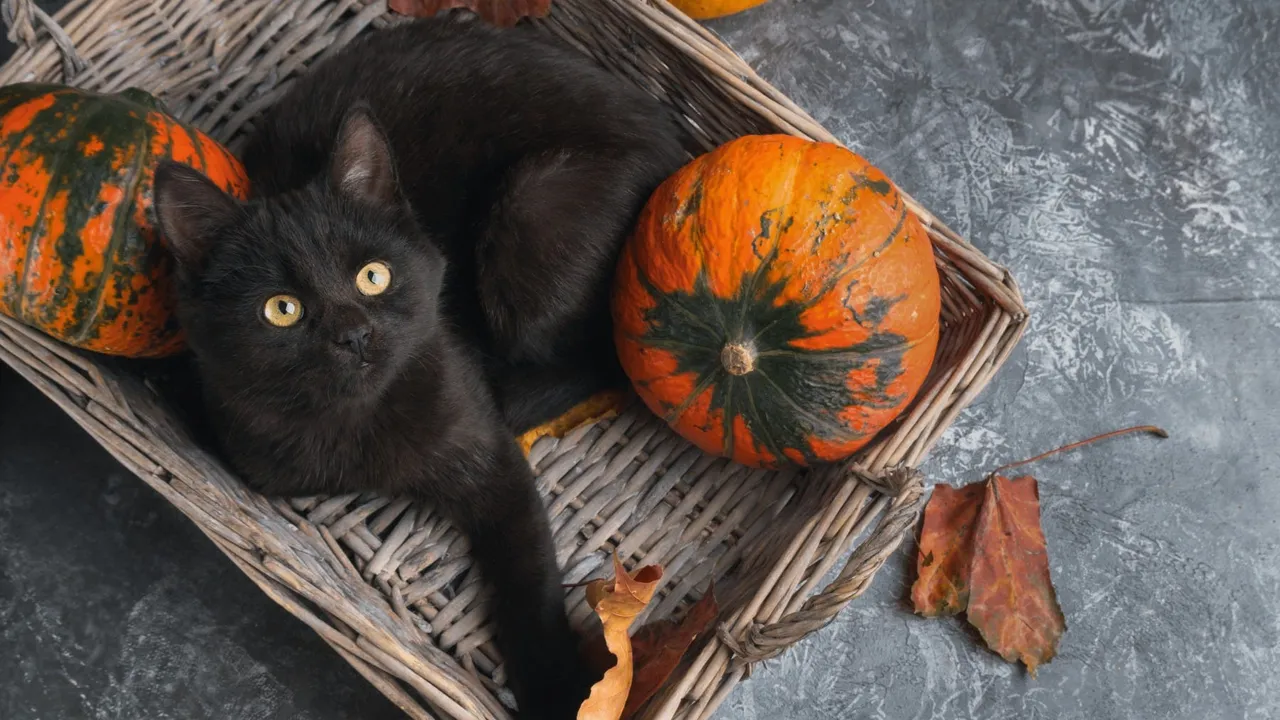 Halloween Pet Safety Tips: Your Guide to a Pet-Safe Halloween