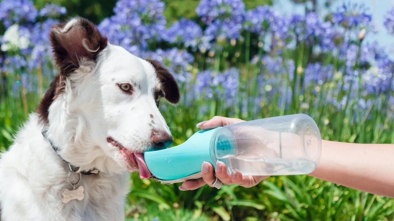 Summer Safety Tips for Pets