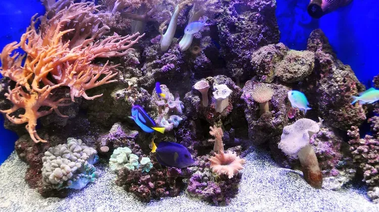 Salt Bath for Fish: Treating Freshwater Aquarium Diseases with Ease