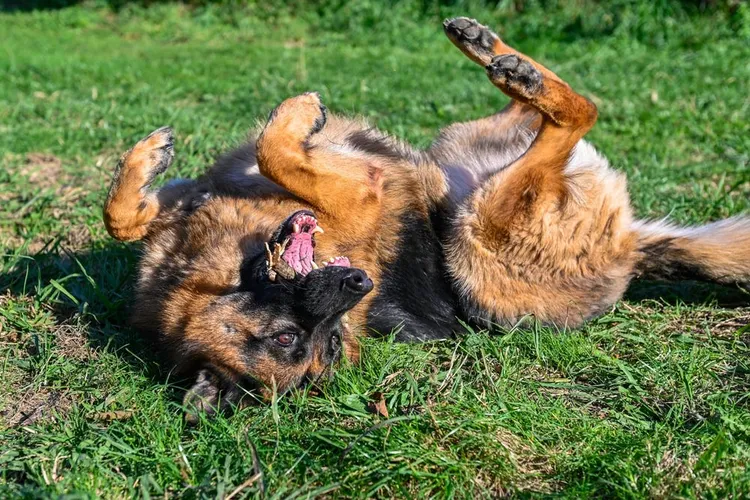 Giardia in Dogs: Causes, Symptoms & Treatment