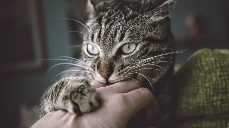 How to Solve Behavior Problems in Cats
