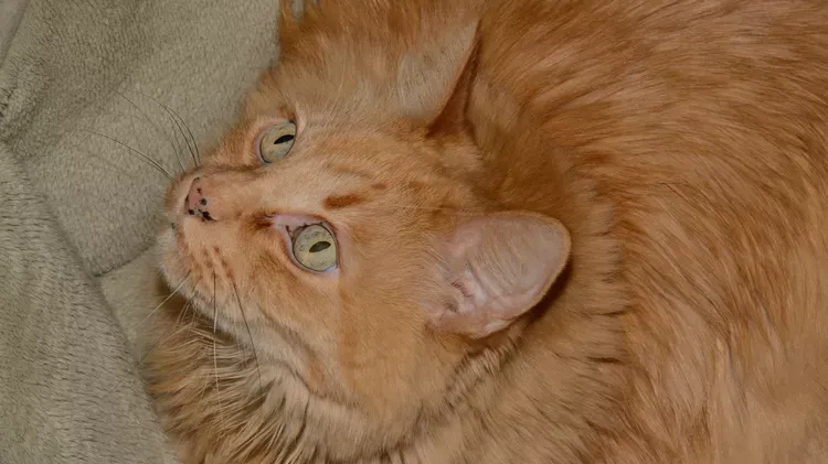 Exploring Lentigo: Understanding Black Spots on Orange Cats