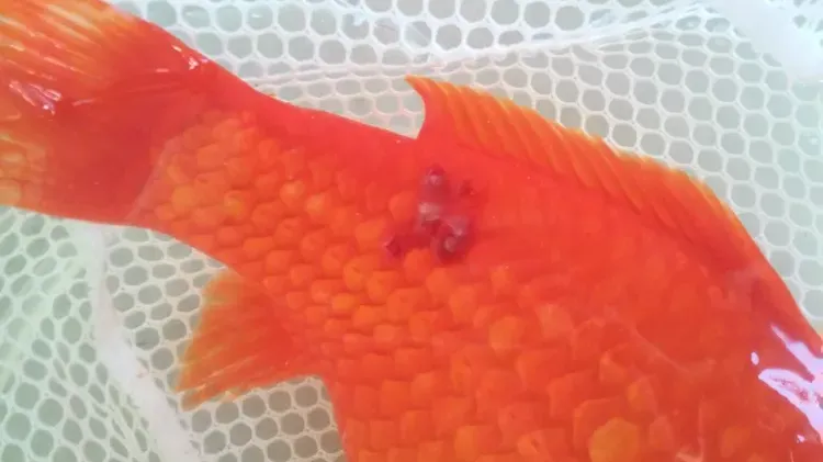 Flashing in Aquarium Fish: Causes and Treatment
