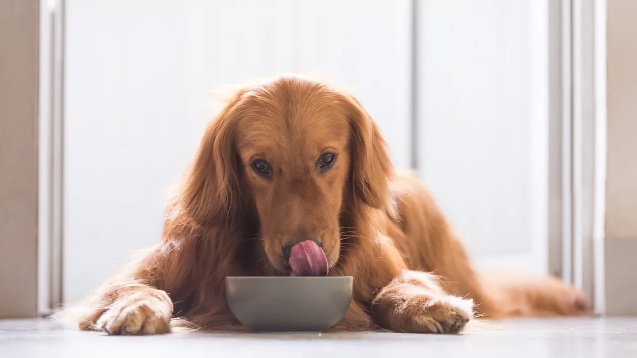 How to Change Your Dog's Food