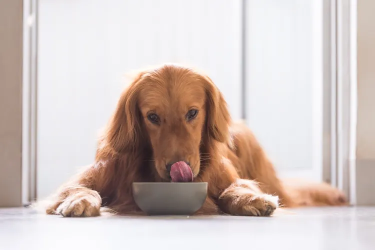 How to Change Your Dog's Food
