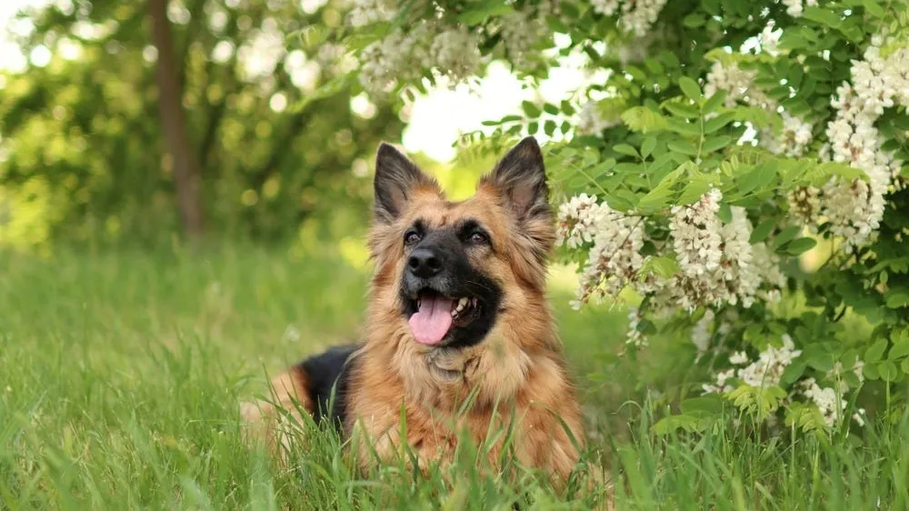 Hip Dysplasia in Dogs: Causes, Symptoms & Treatment