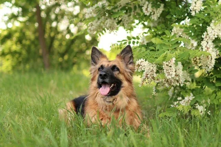 Hip Dysplasia in Dogs: Causes, Symptoms & Treatment