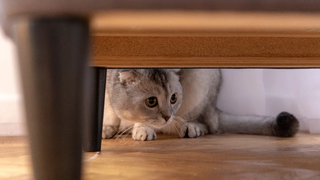 Bringing Home a New Cat