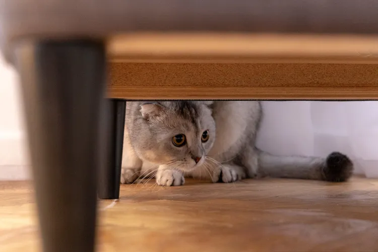 Bringing Home a New Cat