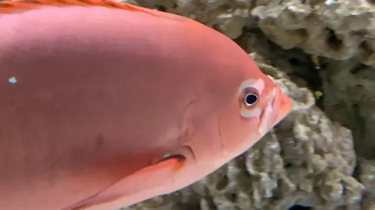 Hole-in-the-Head Disease in Saltwater Fish