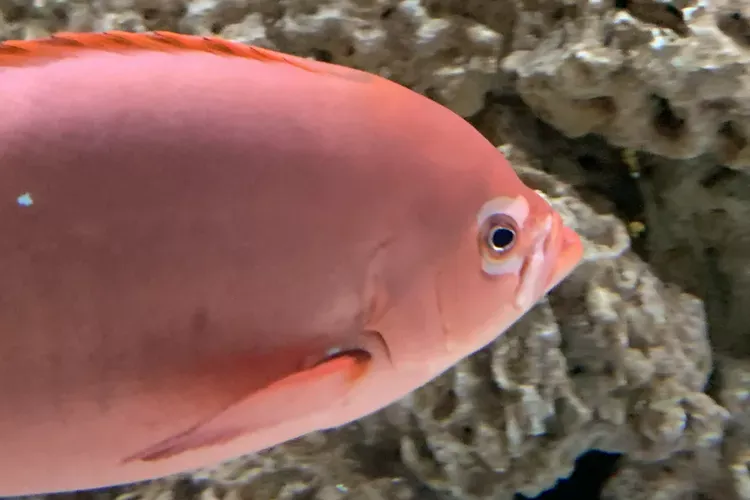 Hole-in-the-Head Disease in Saltwater Fish