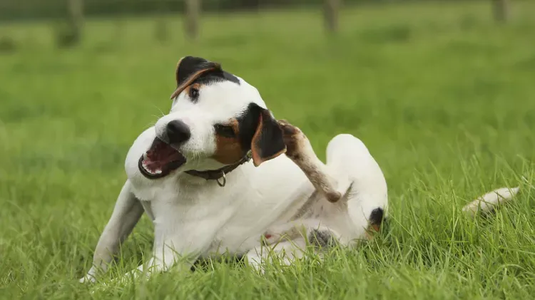 Lice in Dogs