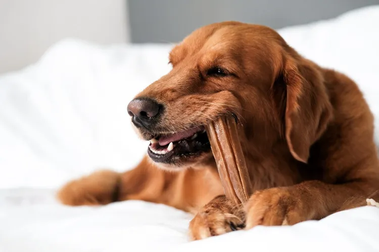 The Complete Guide to Dog Treats