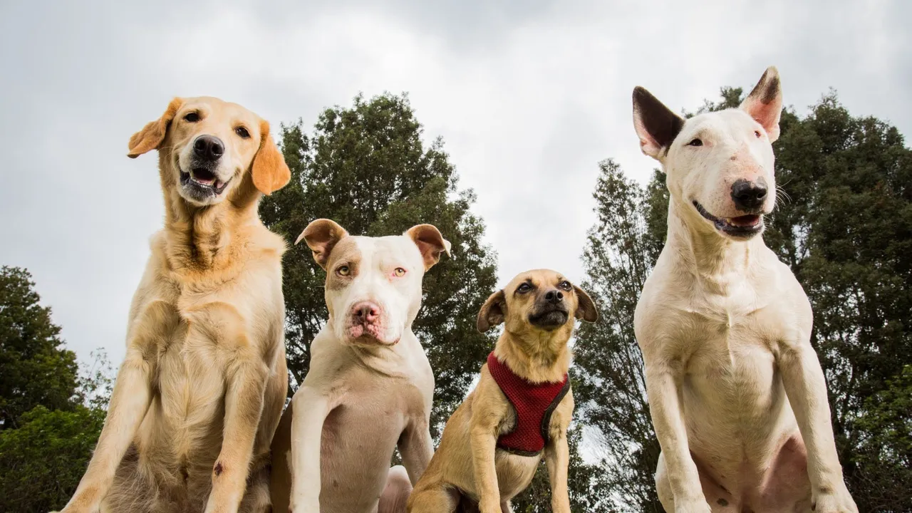 Complete Guide to Breed-Specific Dog Foods