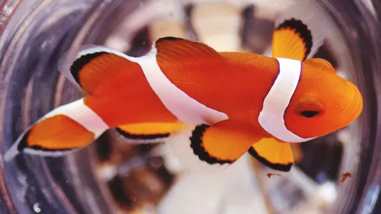 How to Treat Diseased Marine Fish With Formalin