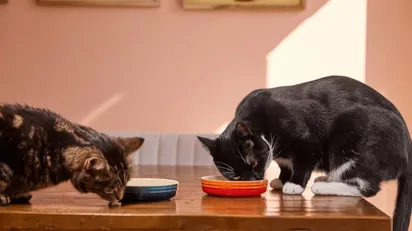 How to Save Money on Pet Care