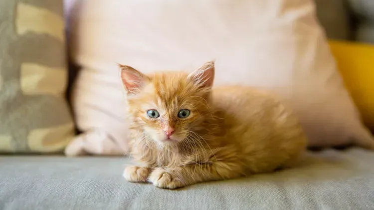 Your Kitten's Development in the First 6 Weeks