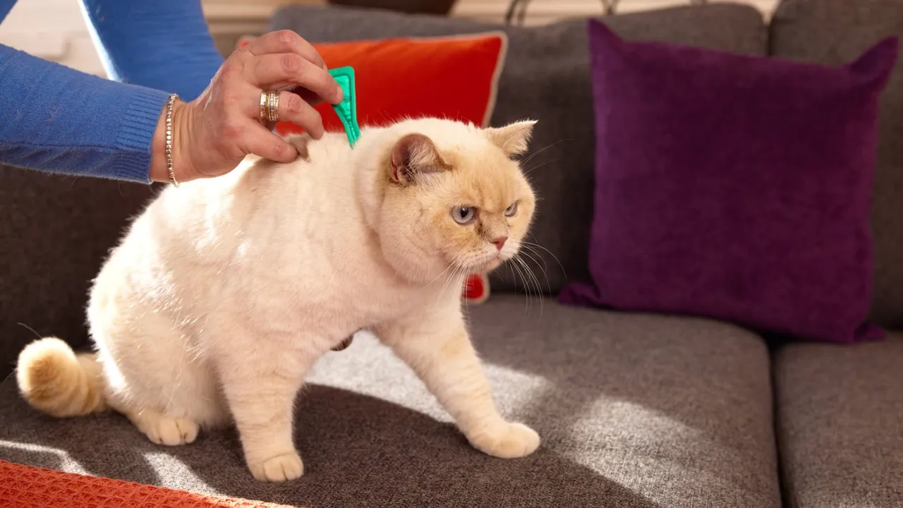 How Do Flea Treatments Work?