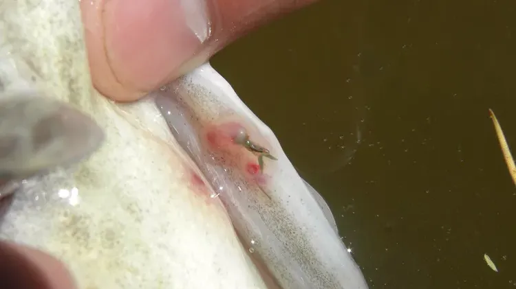 Anchor Worms in Freshwater Fish: Causes, Symptoms, and Treatment