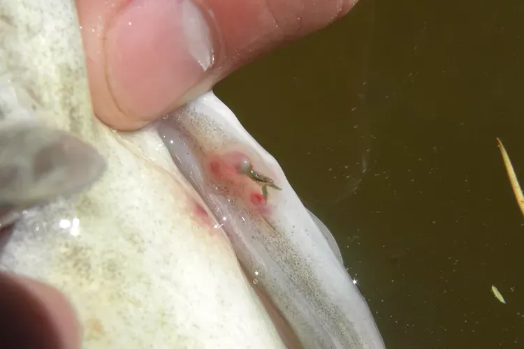Anchor Worms in Freshwater Fish: Causes, Symptoms, and Treatment
