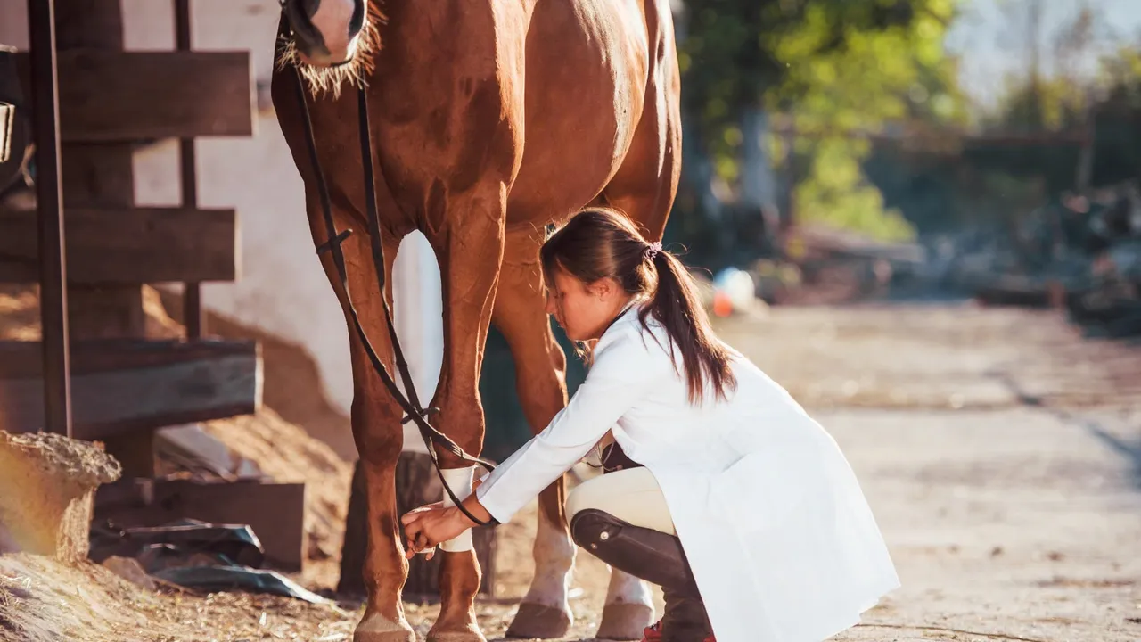 Tendon Care in Horses