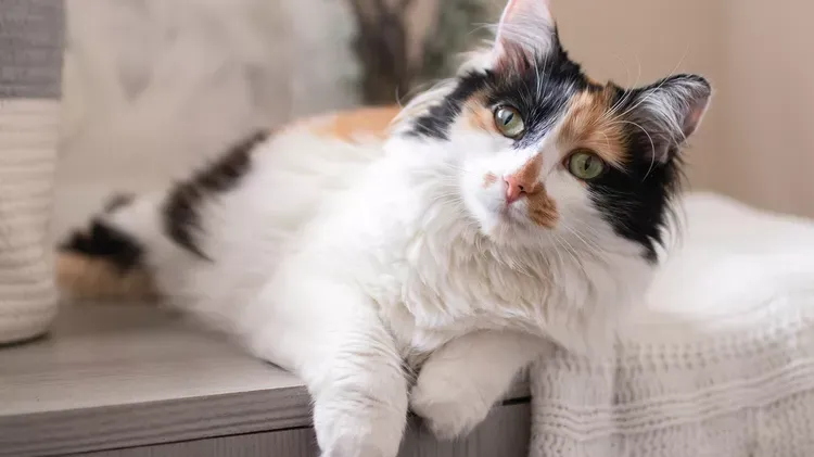 Understanding Calico Cats: Unique Traits, History & Care Tips