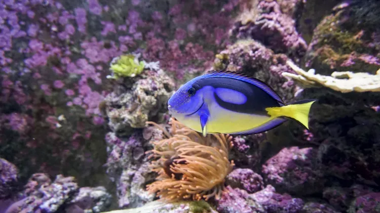 Diagnose and Treat Saltwater Ich (Cryptocaryon)