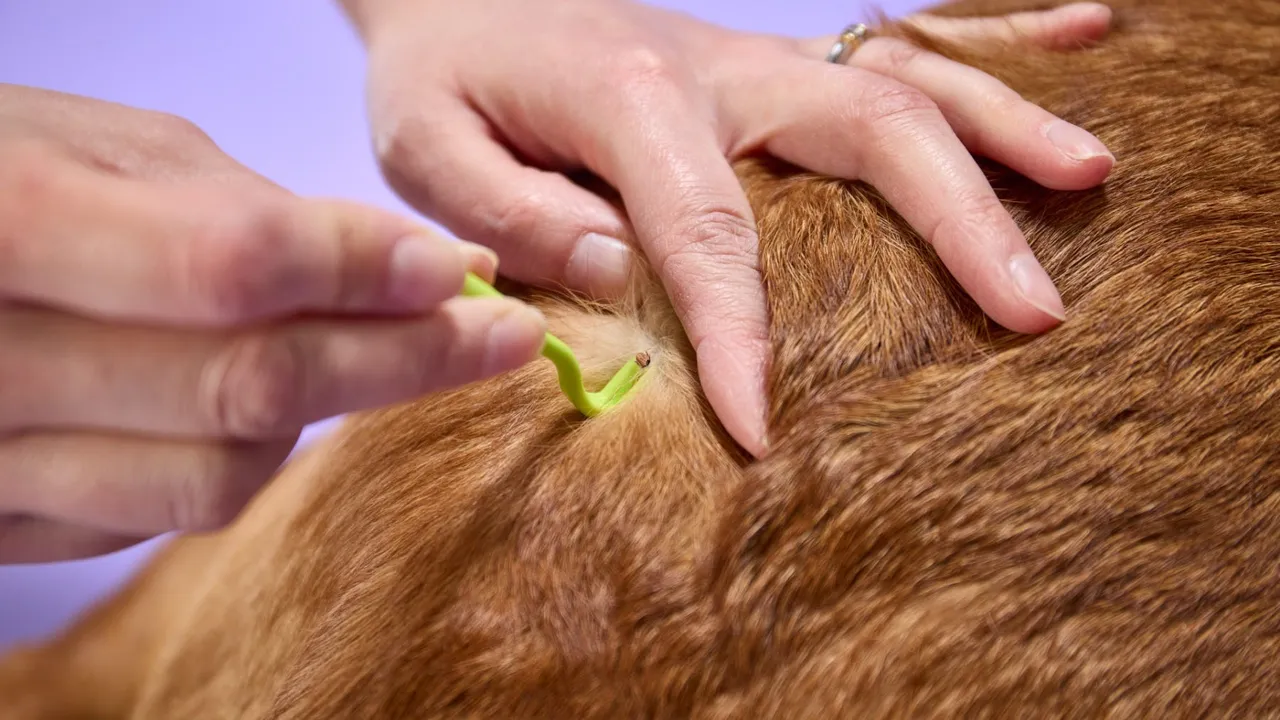 Tick Removal Guide for Cats and Dogs