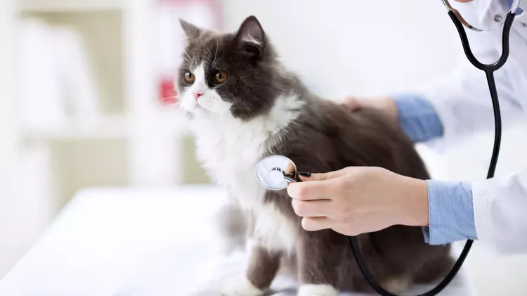 Toxoplasmosis in Cats