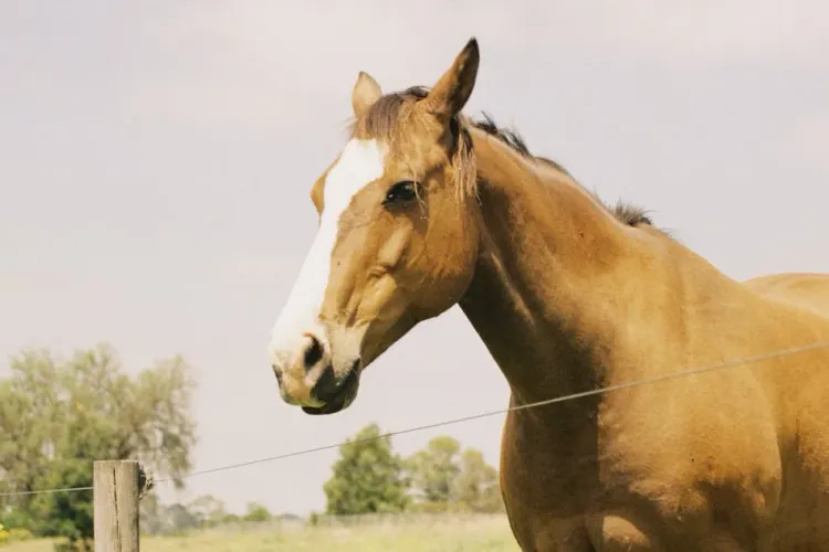 Anxiety in Horses