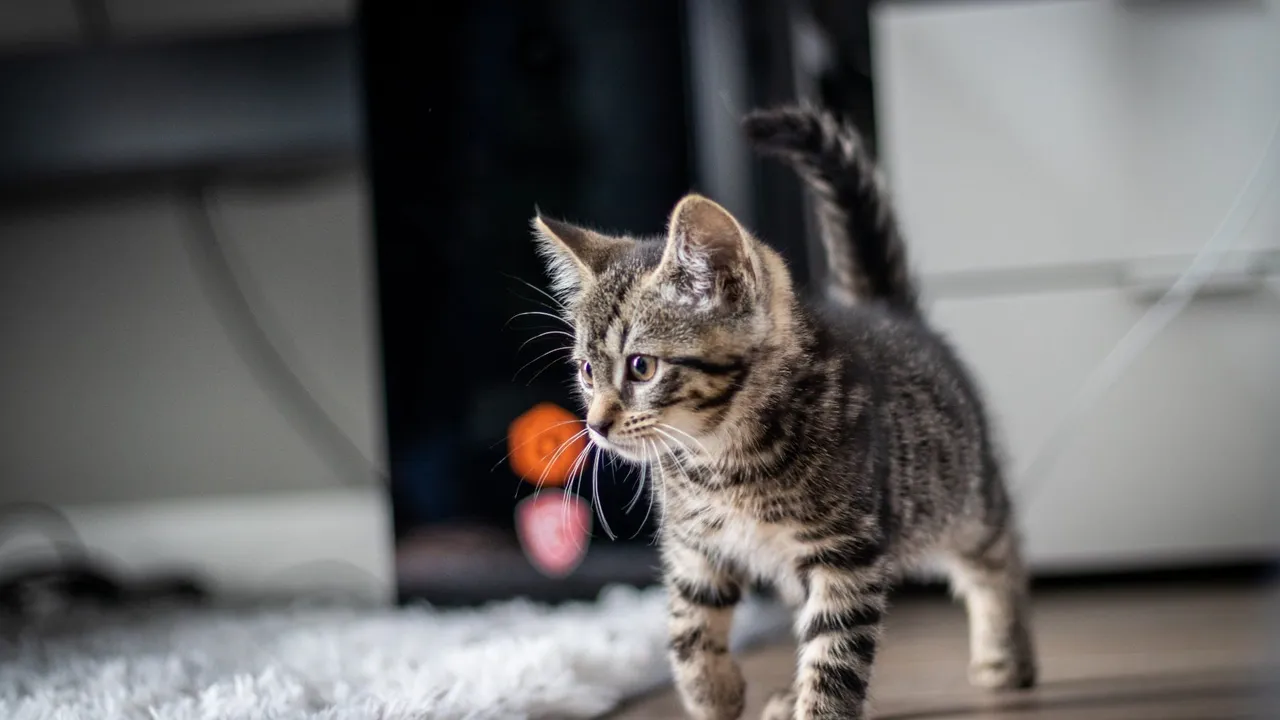 The Complete New Kitten Checklist