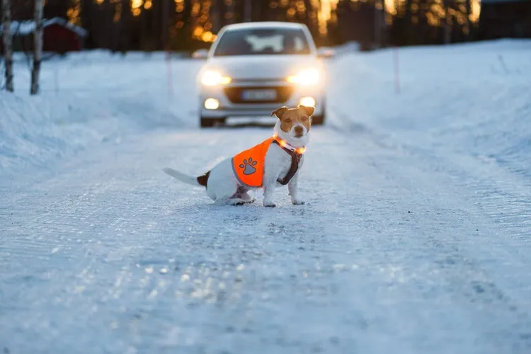 Winter Safety for Pets: How to Care for Pets in Winter