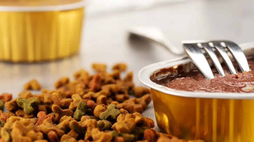 Wet vs Dry Cat Food: Which is better for cats?