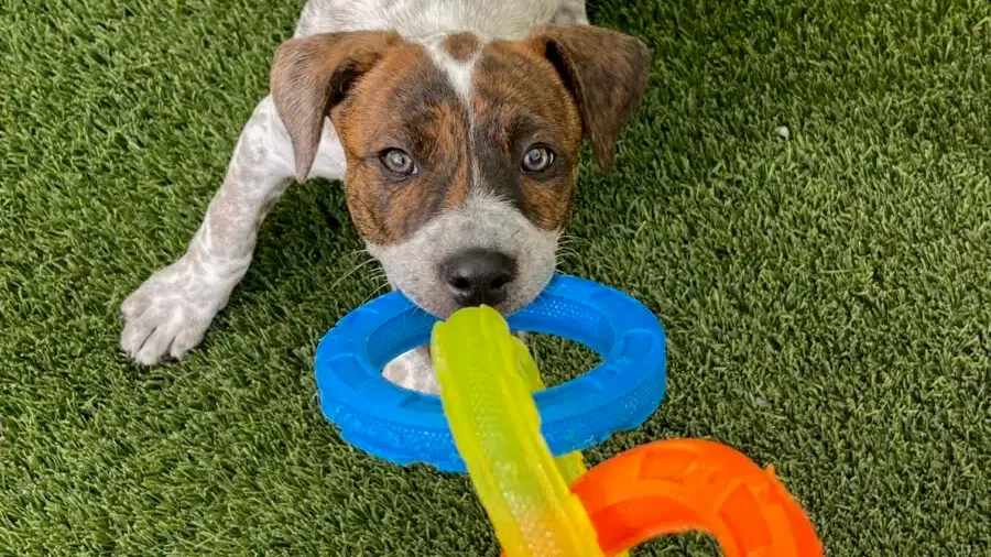 What to Feed a Pregnant Dog