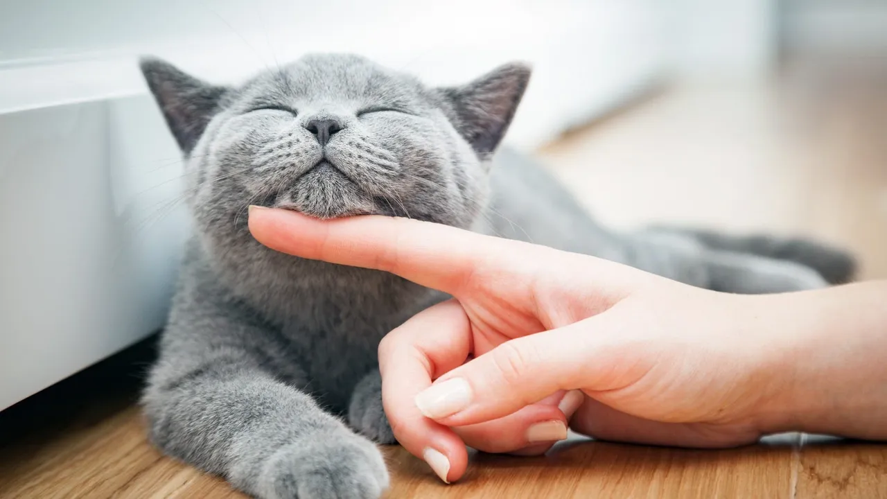 How to Keep Cats Cool in Hot Weather